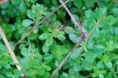 <i>Galium saxatile</i>