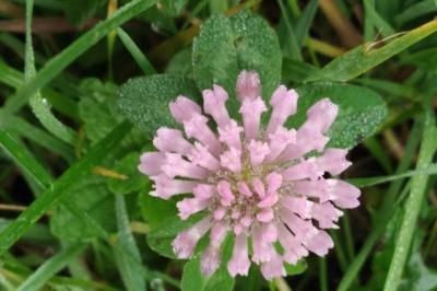 <i>Trifolium pratense</i>