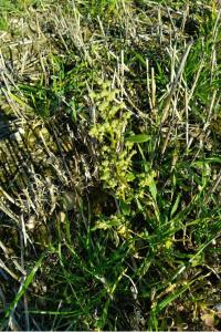 <i>Chenopodium album</i>