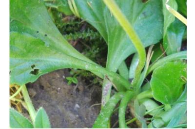 <i>Bellis perennis</i>