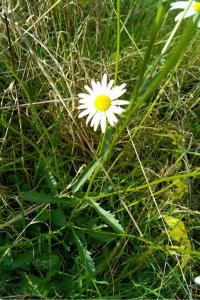 <i>Leucanthemum</i>