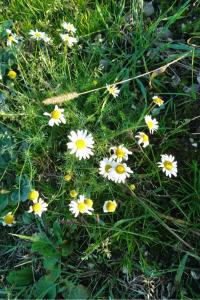 <i>Tripleurospermum inodorum</i>