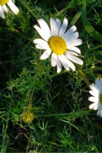 <i>Tripleurospermum inodorum</i>