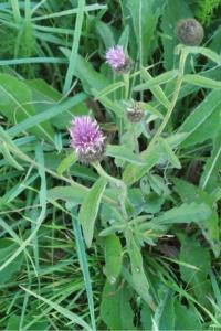 <i>Centaurea</i>