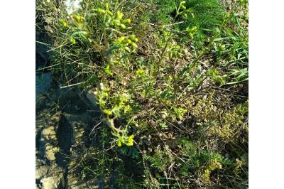 <i>Senecio vulgaris</i>