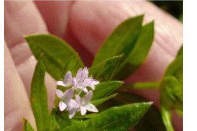 <i>Sherardia arvensis</i>