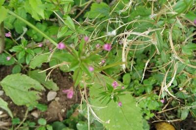 <i>Epilobium</i>