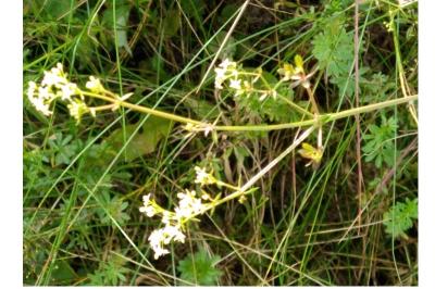 <i>Galium mollugo</i>