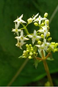 <i>Galium mollugo</i>