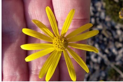 <i>Senecio inaequidens</i>