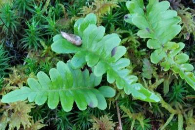 <i>Polypodium</i>