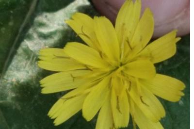 <i>Lapsana communis</i>