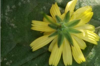 <i>Lapsana communis</i>