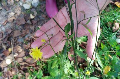 <i>Lapsana communis</i>