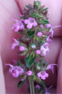 <i>Thymus pulegioides</i>