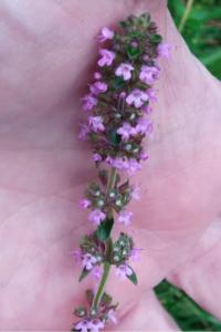 <i>Thymus pulegioides</i>