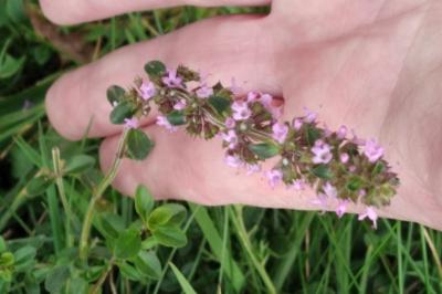 <i>Thymus pulegioides</i>