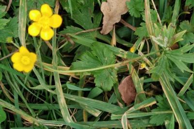 <i>Ranunculus acris</i>