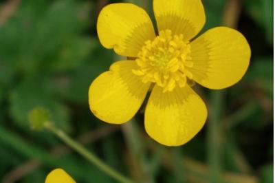 <i>Ranunculus acris</i>