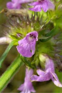 <i>Betonica officinalis</i>