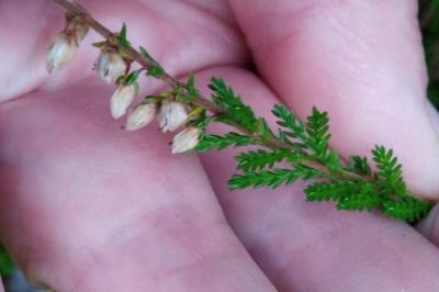 <i>Calluna vulgaris</i>