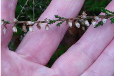 <i>Calluna vulgaris</i>