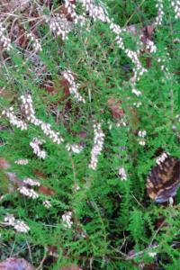 <i>Calluna vulgaris</i>