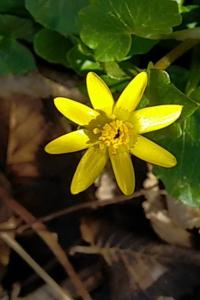 <i>Ficaria verna</i>