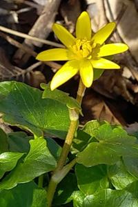 <i>Ficaria verna</i>