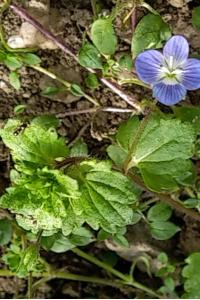 <i>Veronica persica</i>