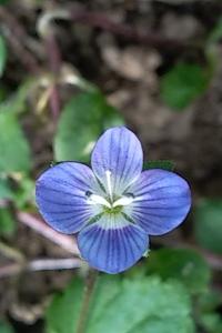 <i>Veronica persica</i>