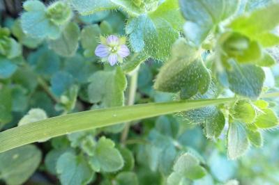 <i>Veronica hederifolia</i>