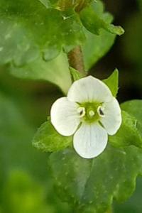 <i>Veronica agrestis</i>