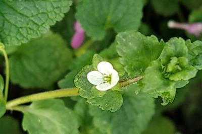 <i>Veronica agrestis</i>