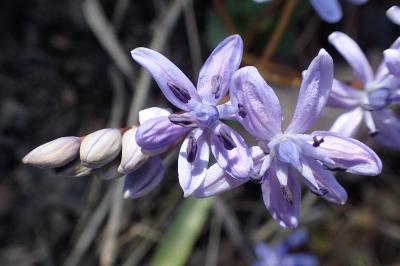 <i>Scilla bifolia</i>