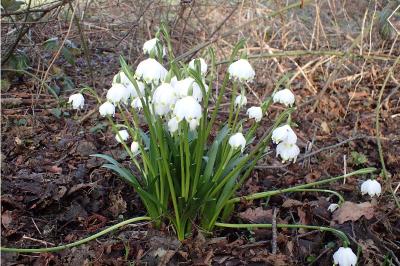 <i>Leucojum vernum</i>