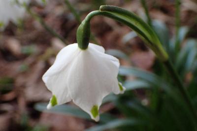 Leucojum vernum