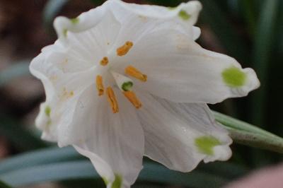 <i>Leucojum vernum</i>