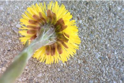 <i>Tussilago farfara</i>