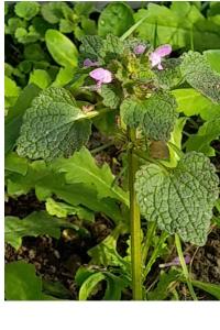 <i>Lamium purpureum</i>