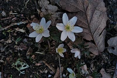 <i>Anemone nemorosa</i>