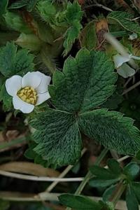 <i>Potentilla sterilis</i>
