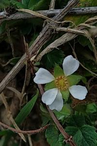 <i>Potentilla sterilis</i>
