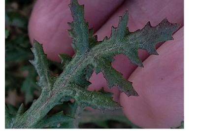 <i>Senecio vulgaris</i>