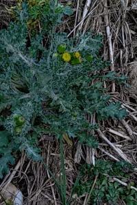 <i>Senecio vulgaris</i>