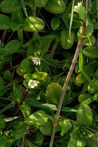 <i>Stellaria media</i>