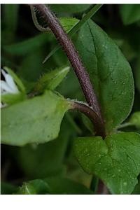 <i>Stellaria media</i>