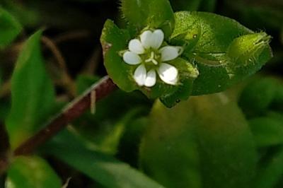 <i>Stellaria media</i>