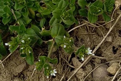 <i>Cerastium glomeratum</i>