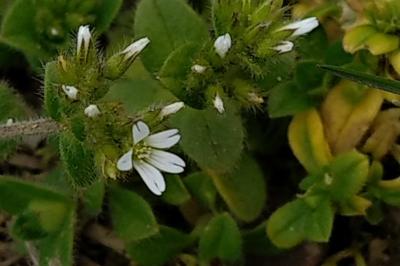 <i>Cerastium glomeratum</i>